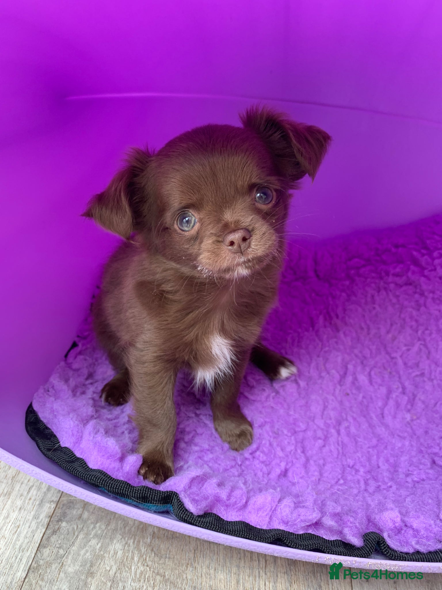 Chihuahua dogs 5* LICENSED KC Gorgeous Chihuahua GIRLS - Advert 3