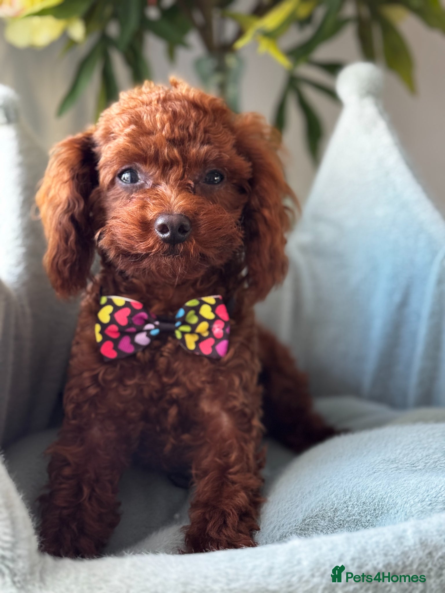 Toy Poodle dogs Adorable red Asian Toy Poodle  - Advert 21