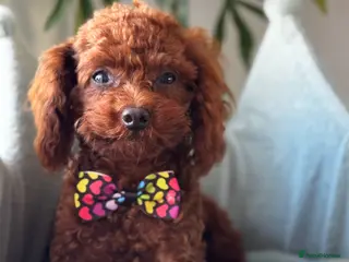 Toy Poodle dogs Adorable red Asian Toy Poodle - Advert 21
