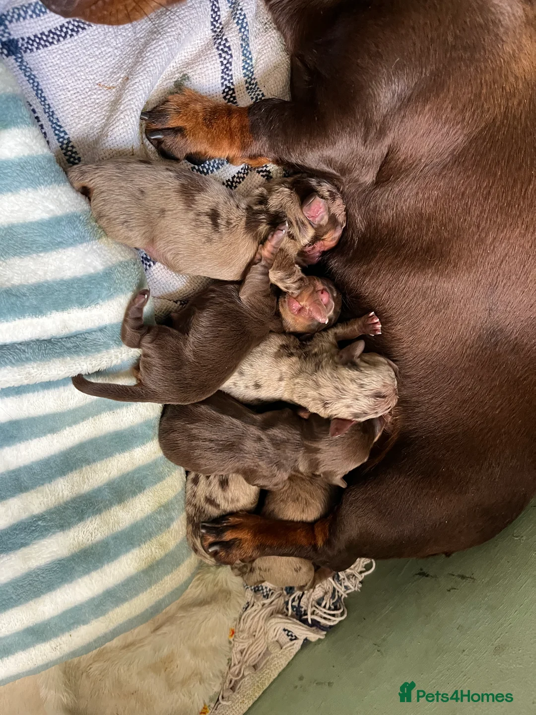 Miniature Dachshund dogs for stud: Richmond the sausage -KC Reg-DNA tested,Proven in Pentre - Advert 13