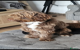 Bordoodle dogs for stud: Bordoodle 2yrs Old Stud - Image 2