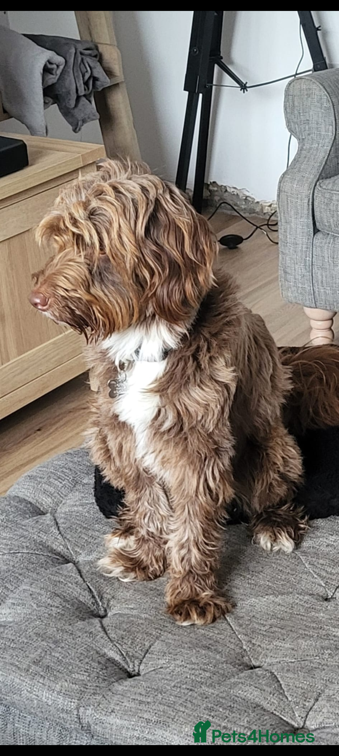 Bordoodle dogs for stud: Bordoodle 2yrs Old Stud - Image 2