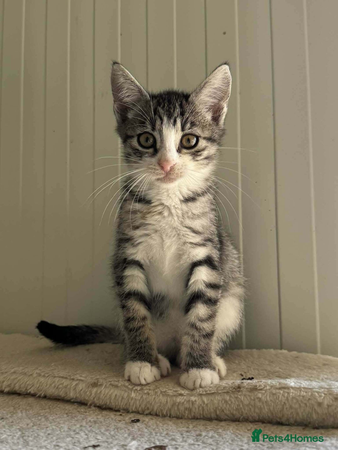 Mixed Breed cats for adoption: River - Norwich Norfolk  - Advert 2