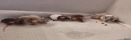 Mouse rodents for sale: Female mice - Advert 3