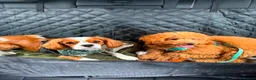 Cavalier King Charles Spaniel dogs for stud: Stud- Whiskey - Advert 2