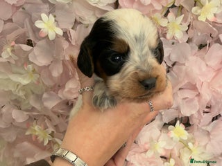 Cocker Spaniel dogs Bred From Extensively Health Tested Parents - Advert 6