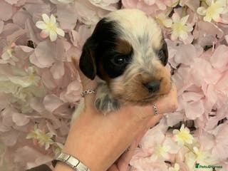 Cocker Spaniel dogs Bred From Extensively Health Tested Parents - Advert 3