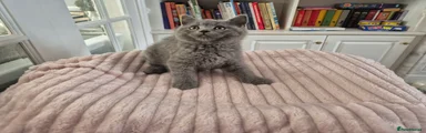 British Shorthair Kitten 2