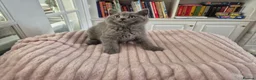 British Shorthair cats for sale:  Ready! GCCF parents with champions in line,BSH  - Advert 21