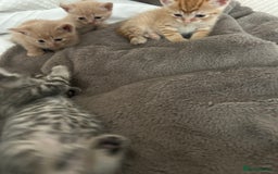 Mixed Breed cats for sale: Beautiful Kittens for sale - Image 34
