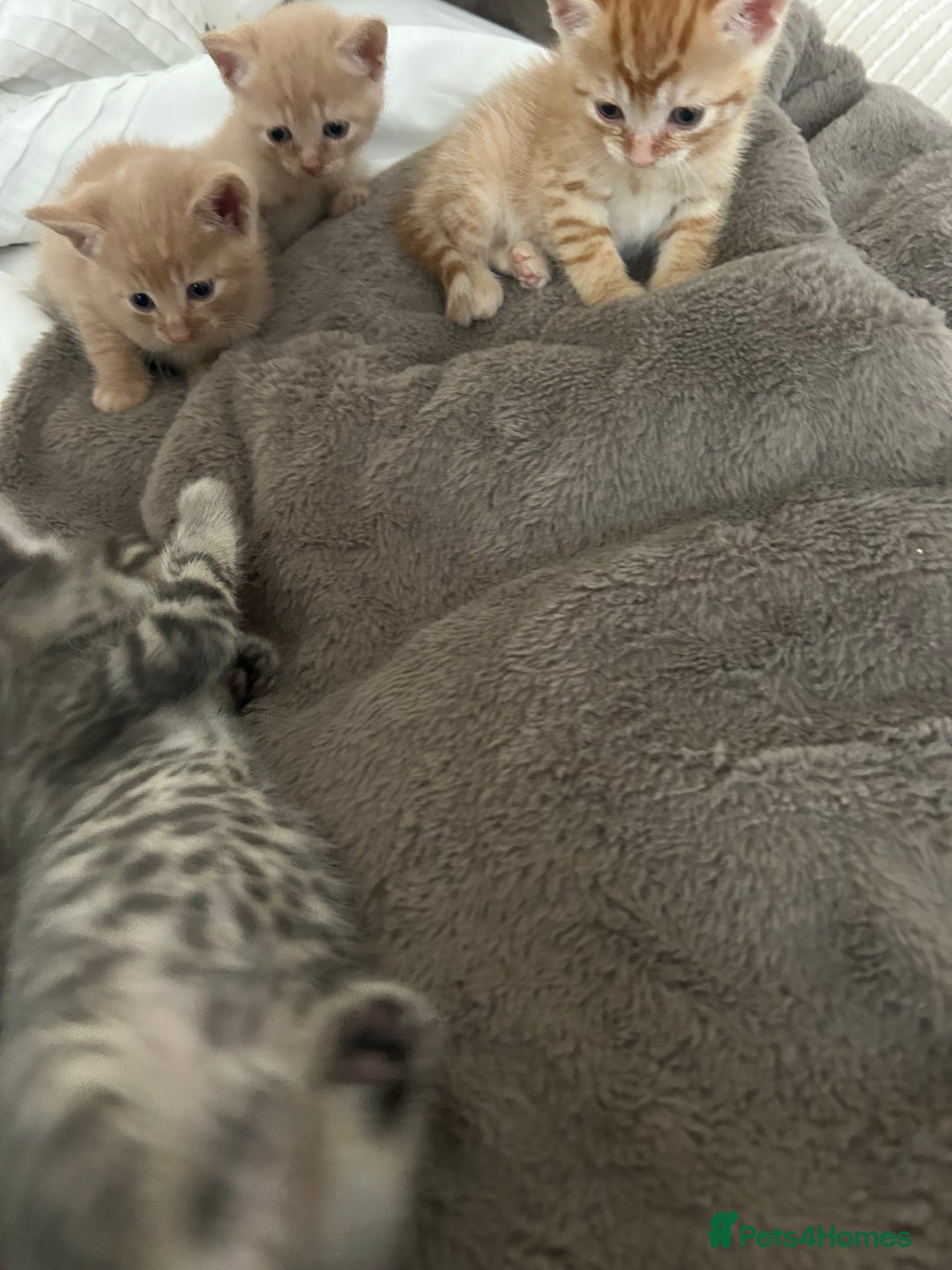 Mixed Breed cats for sale: Beautiful Kittens for sale - Image 34