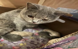 British Shorthair cats for sale: GCCF British Shorthairs **READY NOW** in Manchester - Image 12