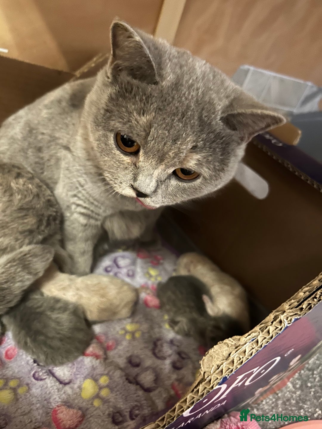 British Shorthair cats for sale: GCCF British Shorthairs **READY NOW** in Manchester - Image 12