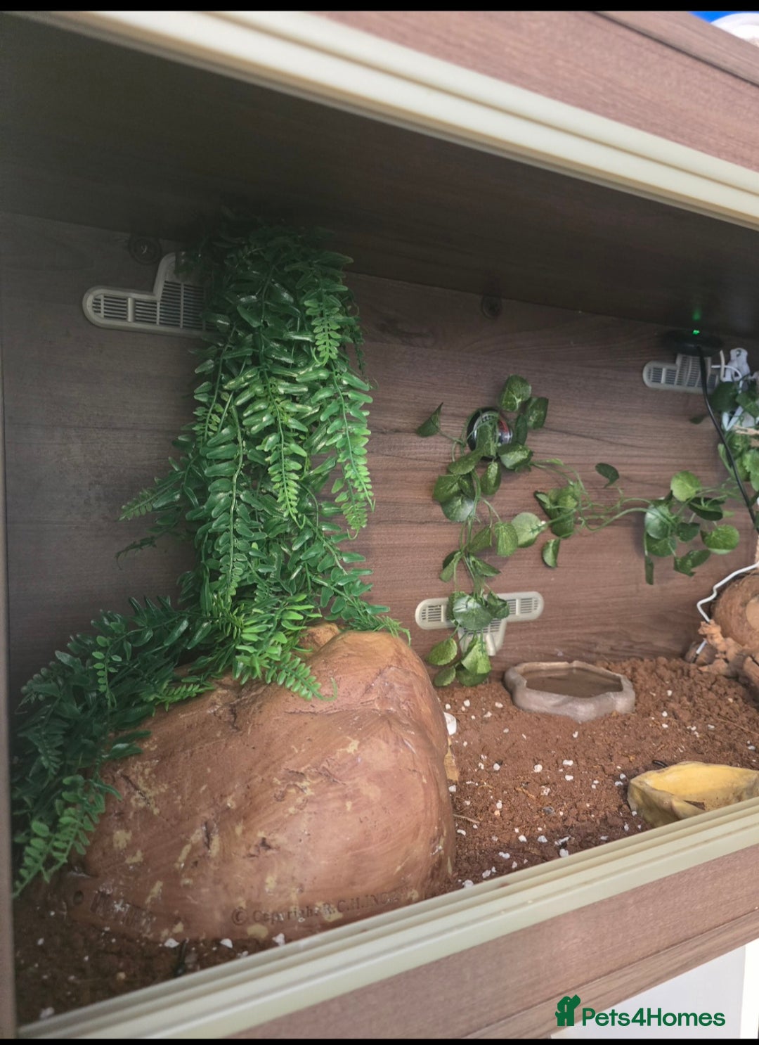 Leopard Gecko reptiles for sale: 7 months old Female leopard gecko  - Advert 6