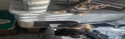 Bengal cats for sale: Stunning Bengal Cross Kittens - Advert 37