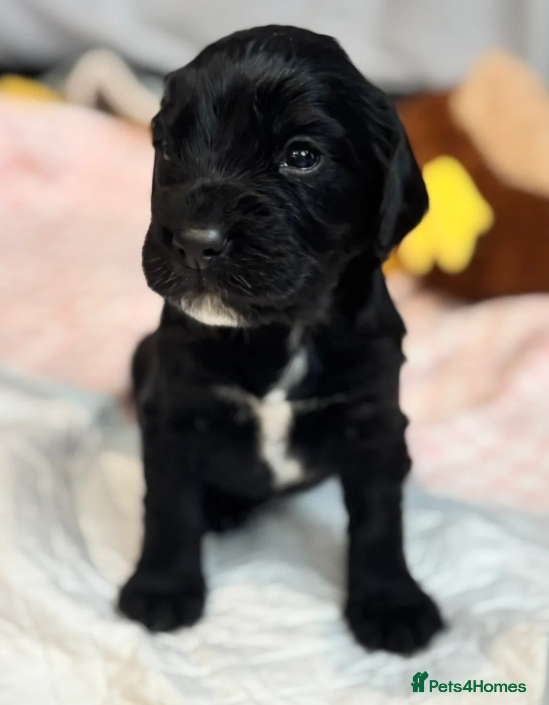 Cocker Spaniel dogs for sale: Working cocker spaniel puppies - Advert 15