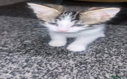 Mixed Breed cats for sale: male kitten - Image 1