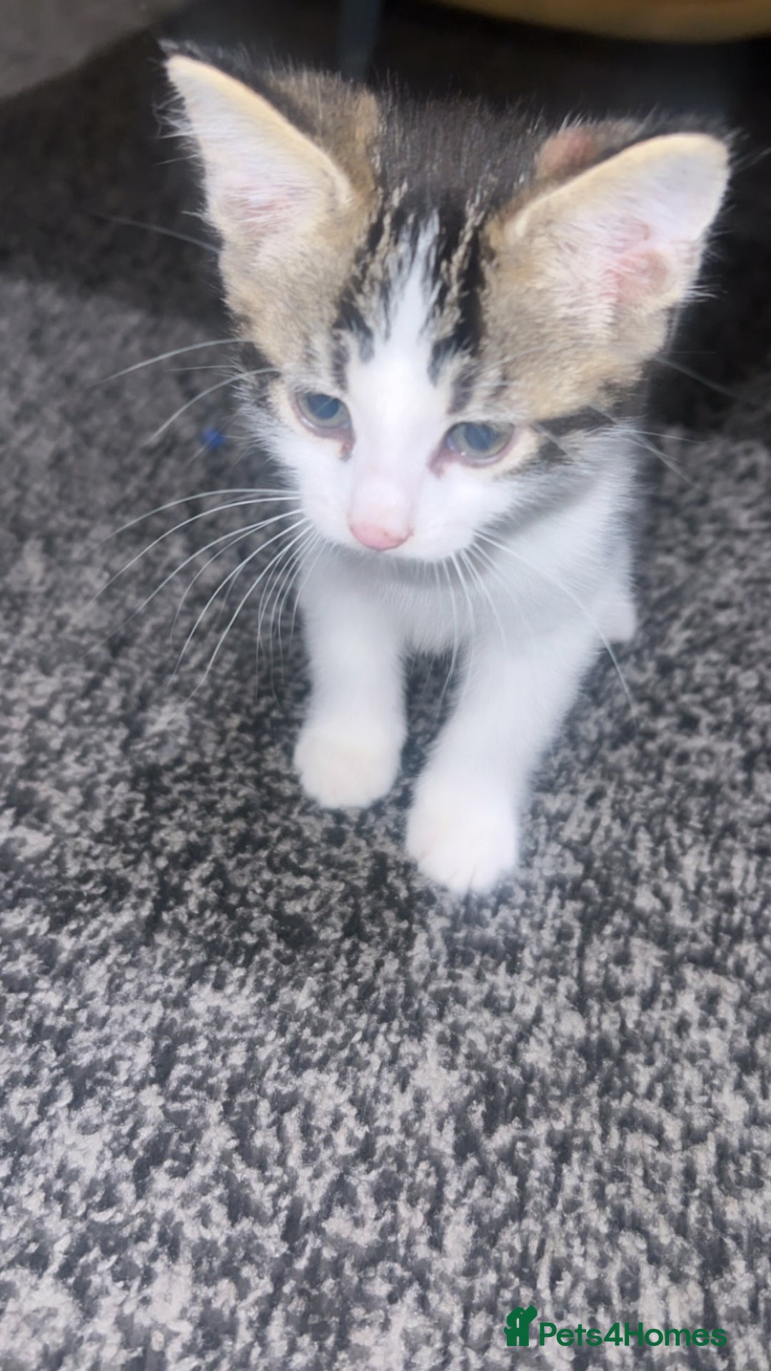 Mixed Breed cats for sale: male kitten - Image 1