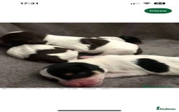 Miniature Schnauzer dogs for stud: CHOCOLATE / WHITE MINIATURE SCHNAUZER AT STUD in Coventry - Image 18