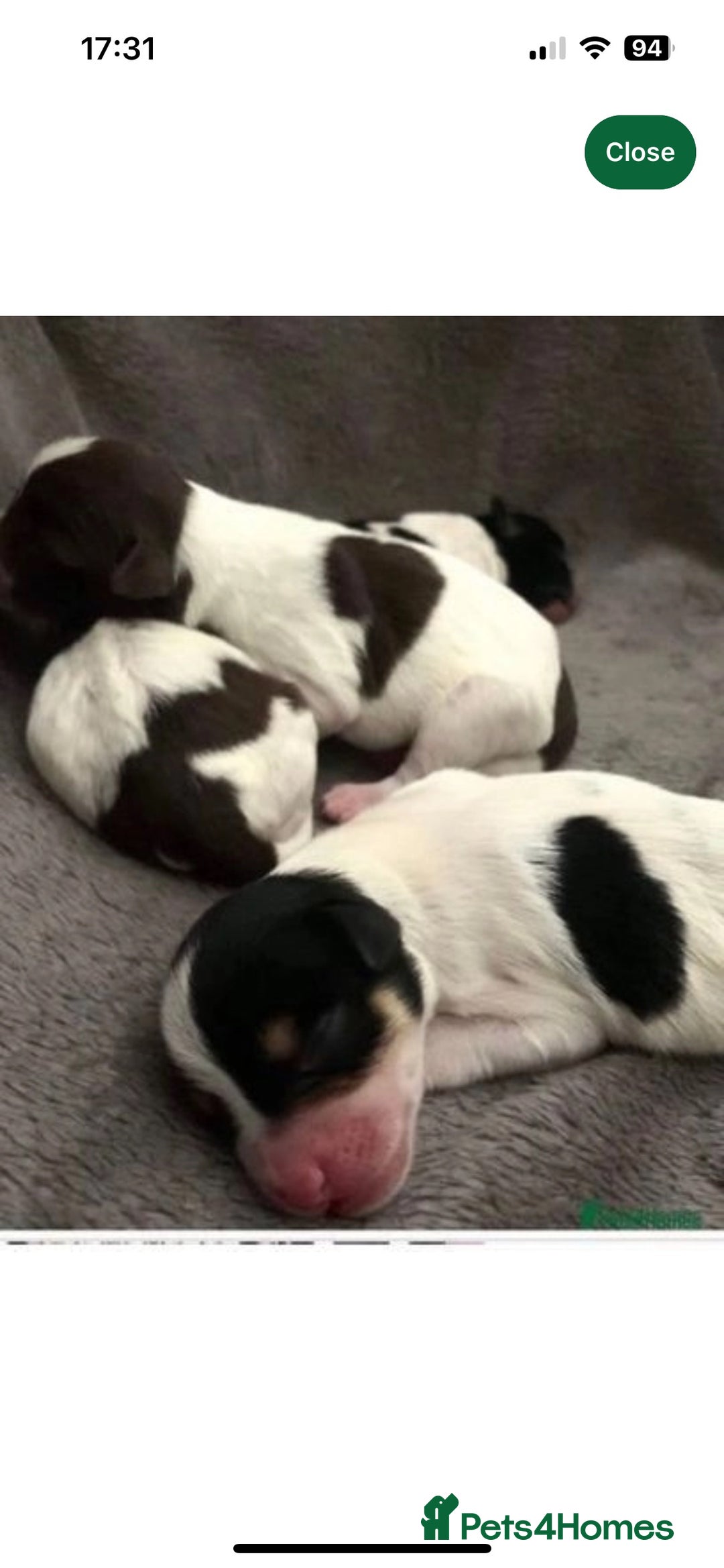 Miniature Schnauzer dogs for stud: CHOCOLATE / WHITE MINIATURE SCHNAUZER AT STUD in Coventry - Image 18