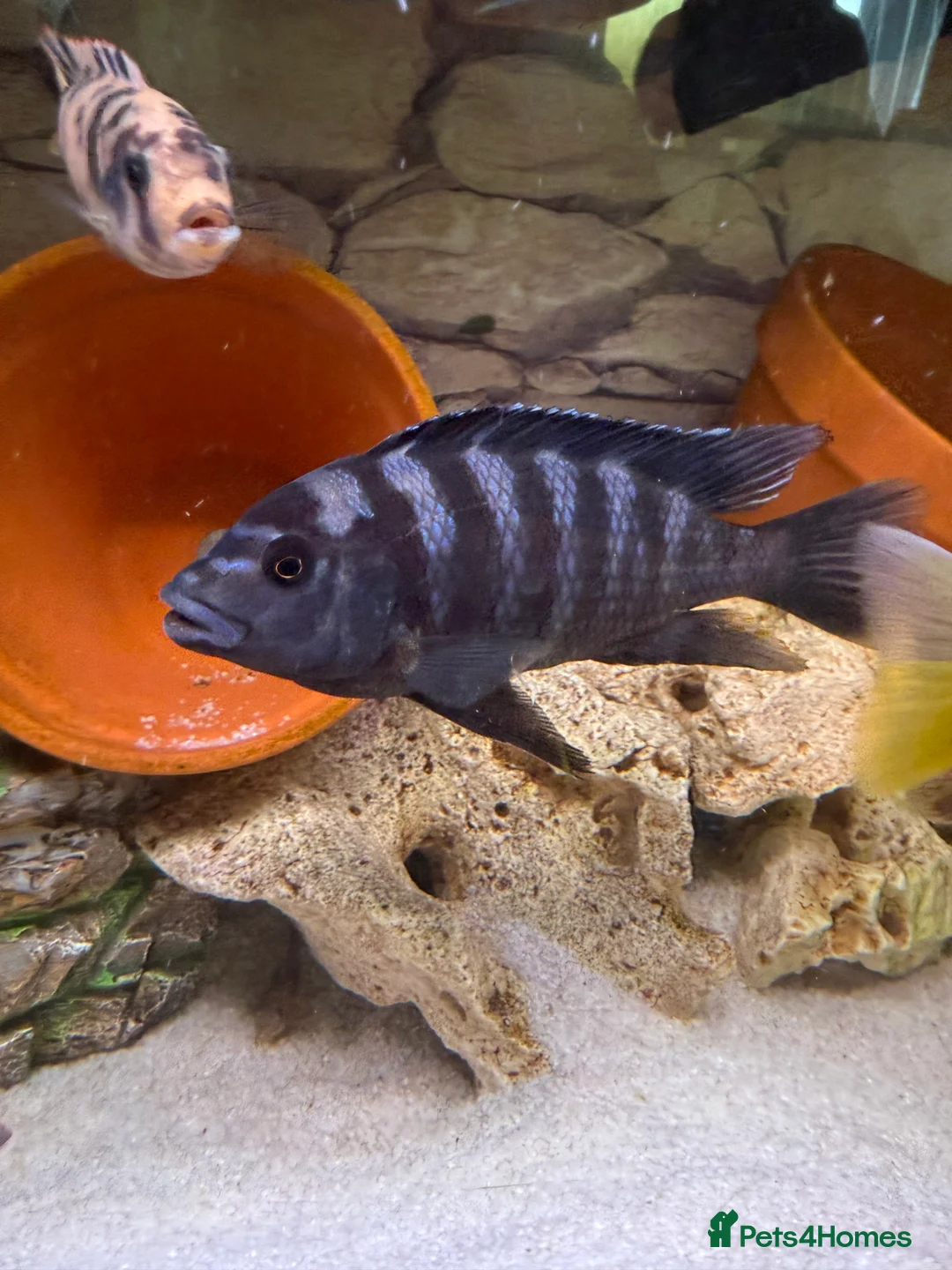 Cichlids fish for sale: Large cichlid free/swap - Advert 3