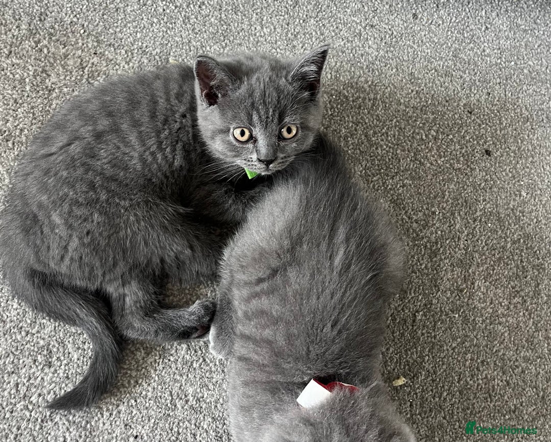 British Shorthair cats for sale: Blue British shorthairs 1 boy 2 girls ready now!! - Image 8