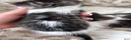 Mixed Breed cats for sale: Kittens for sale  - Advert 3