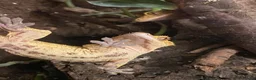 Gecko reptiles for sale: Stunning pair of breeding geckos - Advert 6