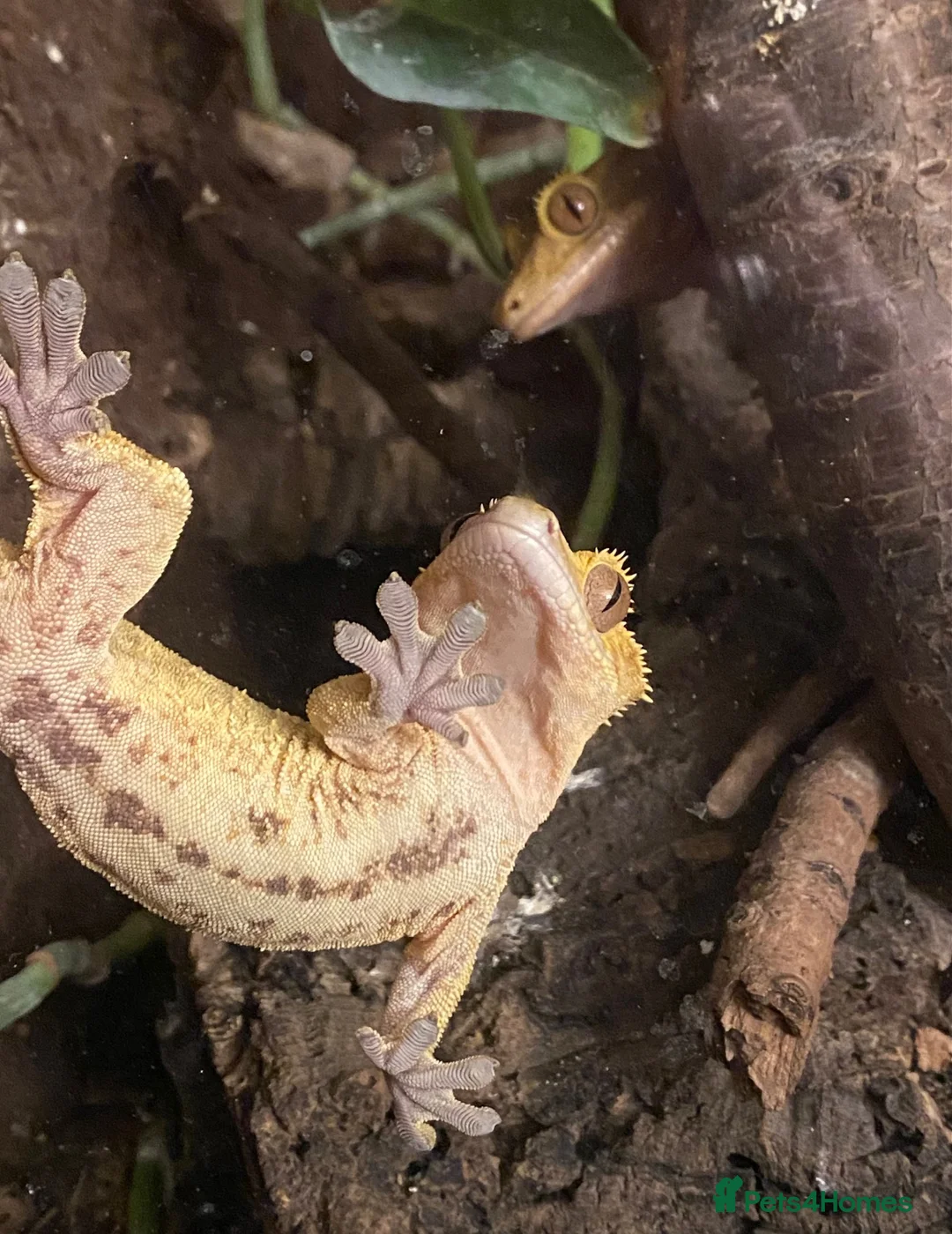 Gecko reptiles for sale: Stunning pair of breeding geckos - Advert 6