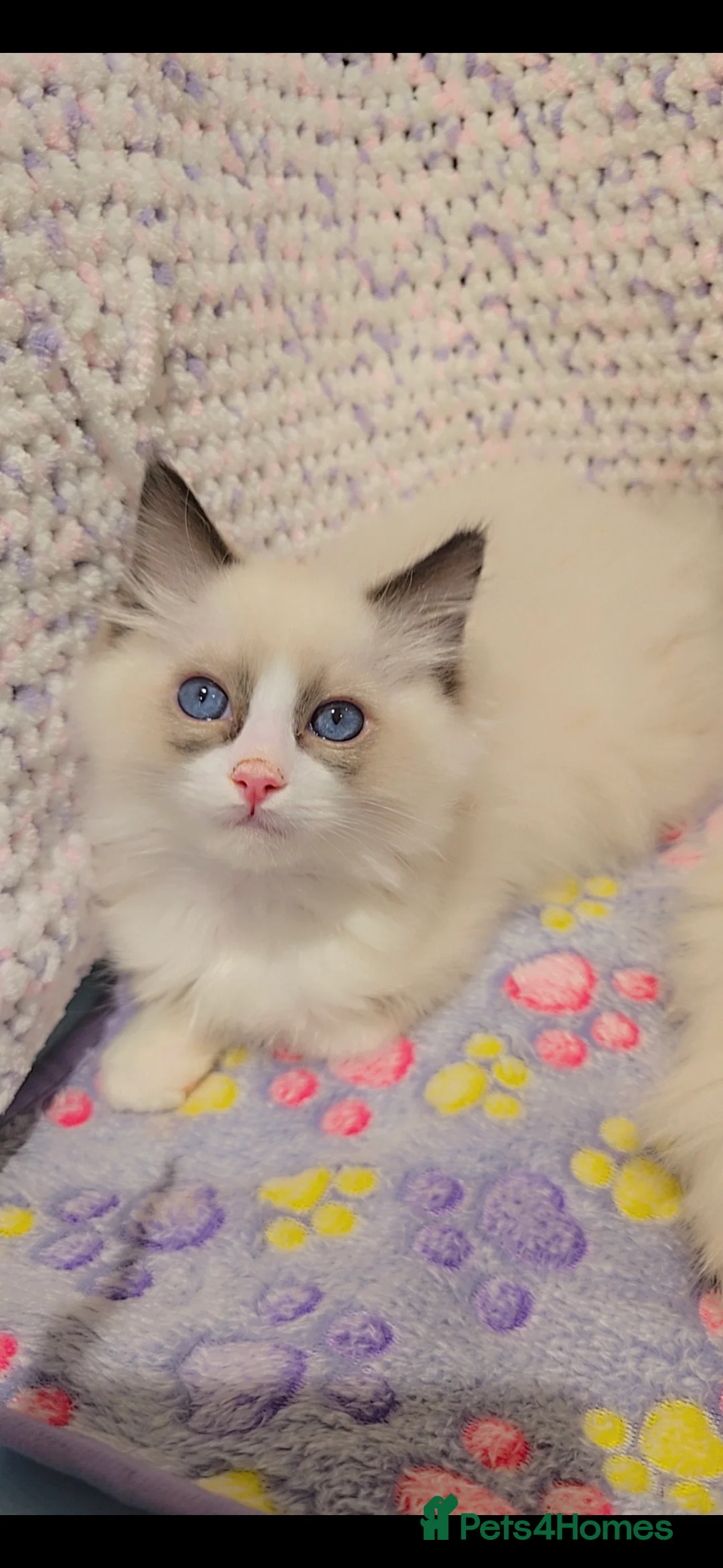 Ragdoll cats for sale: TICA REGISTERED KITTENS/Active - Advert 22