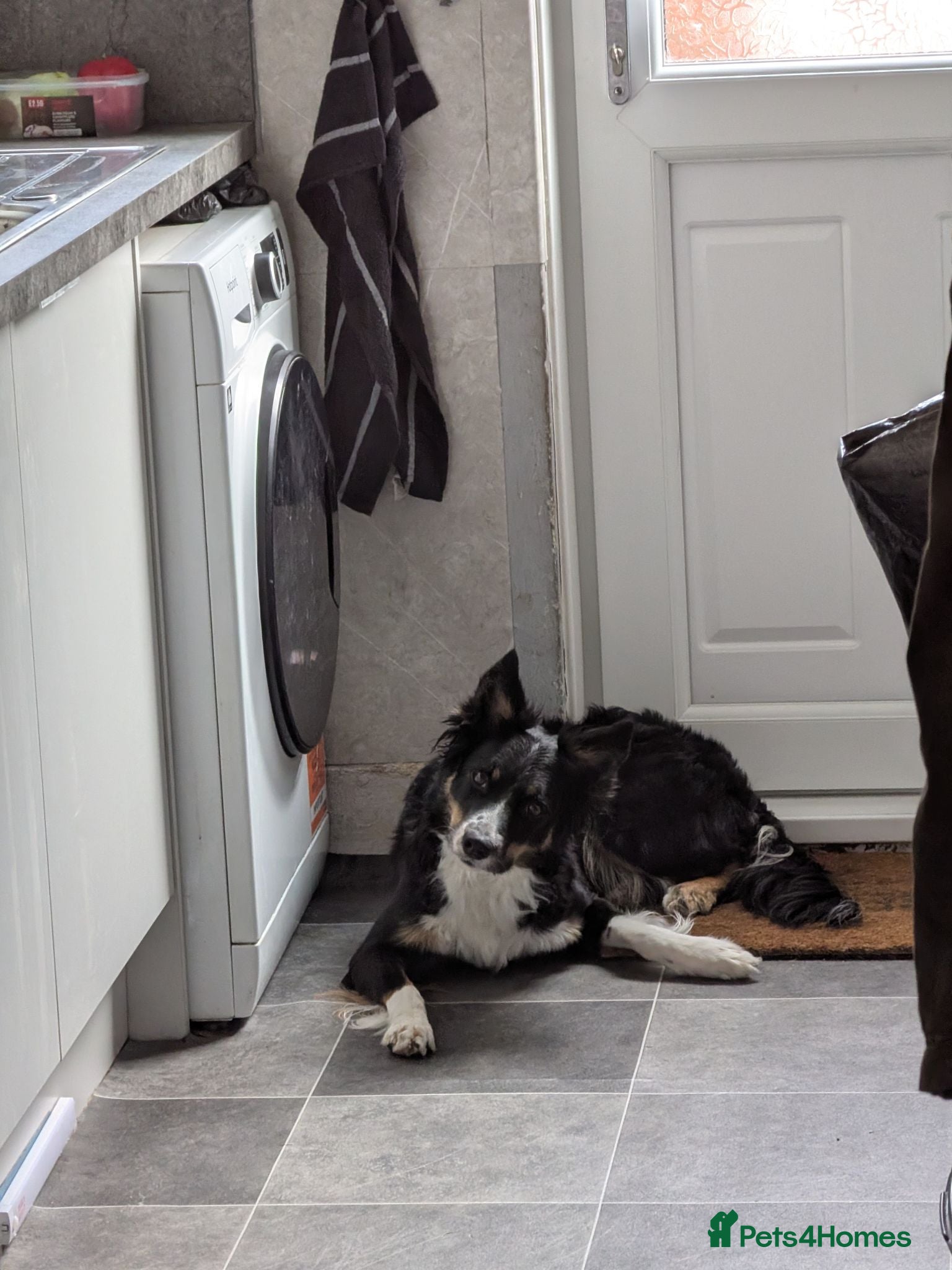 Mixed Breed dogs Female collie cocker  - Advert 2