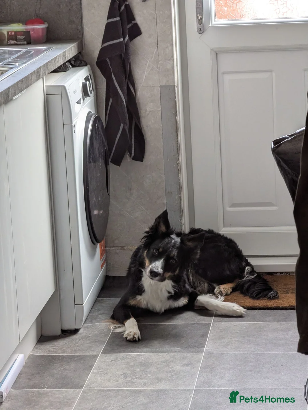 Mixed Breed dogs for sale: Female collie cocker  - Advert 1