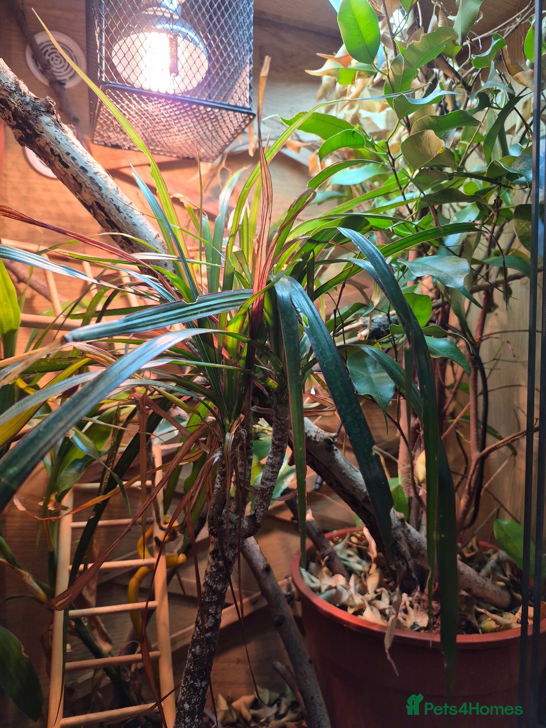 Chameleon reptiles for sale: Young Veiled Chameleon Female - Advert 3