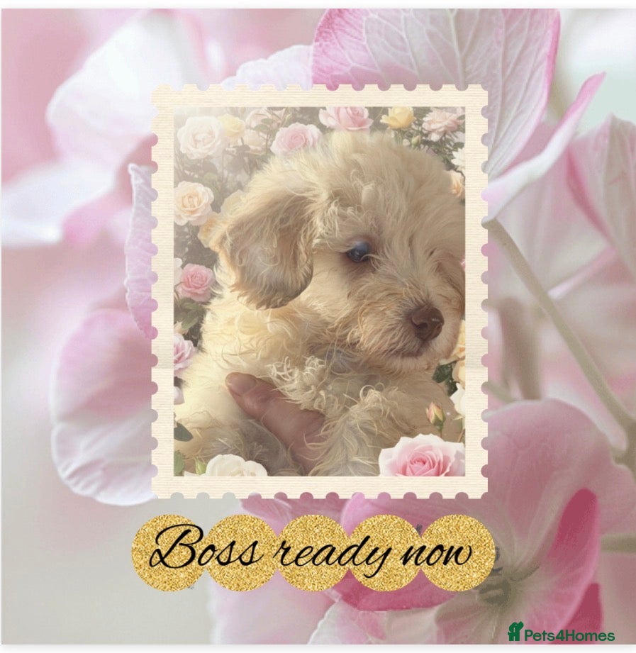 Cavapoo dogs Stunning  tiny toy cavapoos READY NOW 🐾♥️🐾 - Advert 2