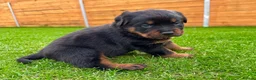 Rottweiler dogs for sale: KC Registered German Line Rottweiler Puppies 🐾🐾 - Advert 8