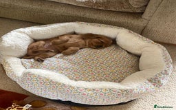 Cavapoo dogs for sale: Beautiful Cavapoo Puppies  - Image 6