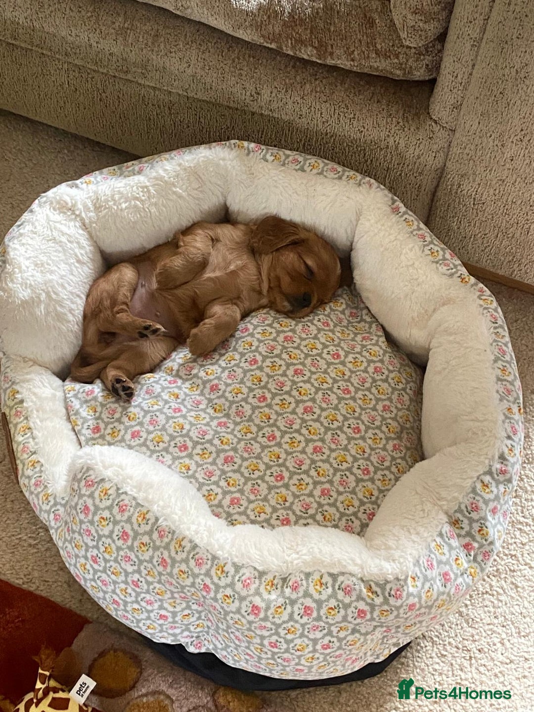 Cavapoo dogs for sale: Beautiful Cavapoo Puppies  - Image 6