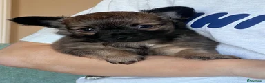 Chihuahua 1