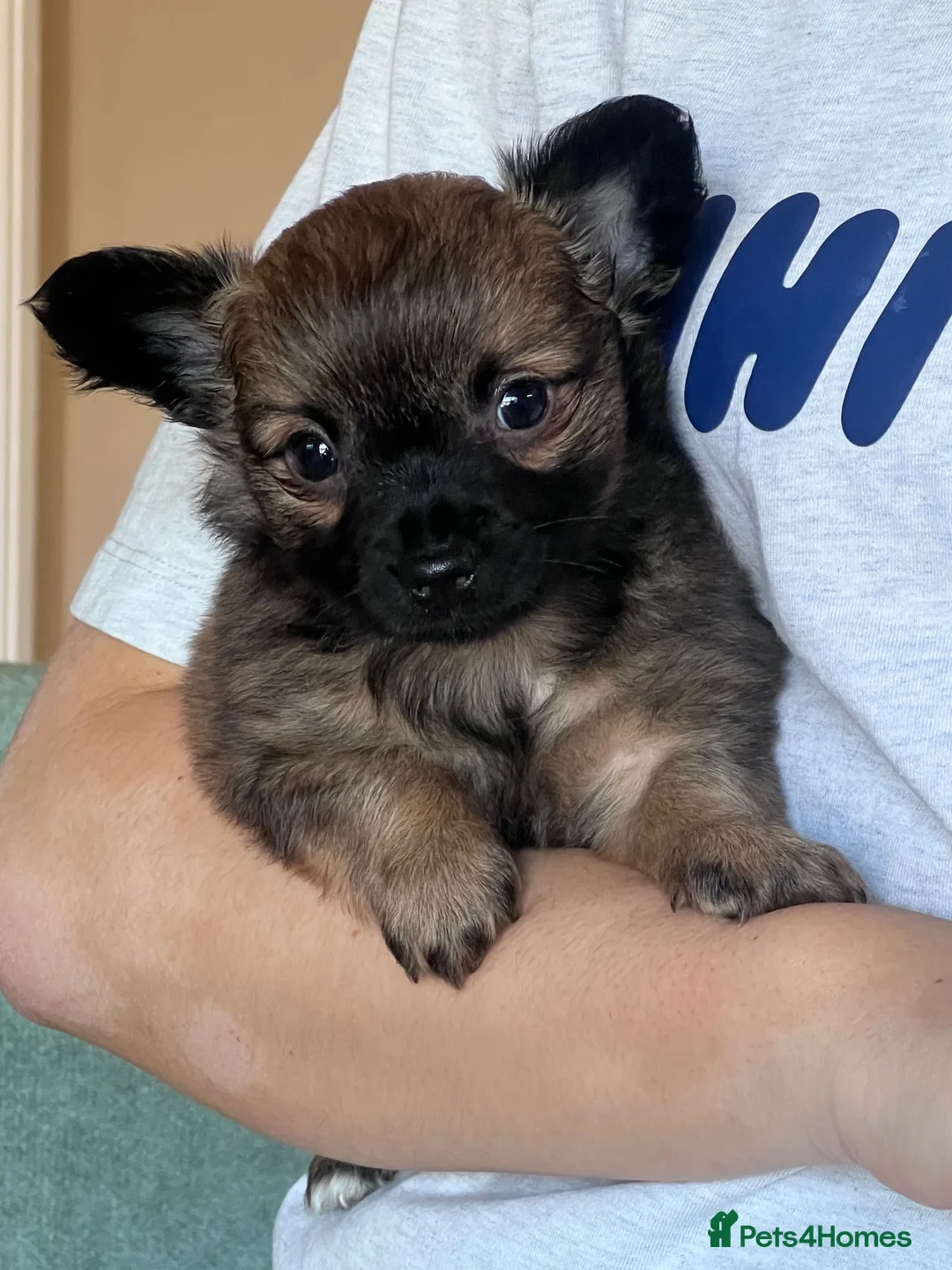 Chihuahua dogs for sale: One male long haired chihuahua puppy  - Advert 2