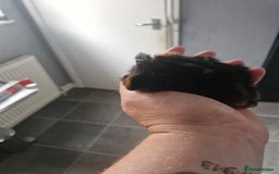 Guinea Pig rodents for sale: 2 males 7 weeks old - Image 5