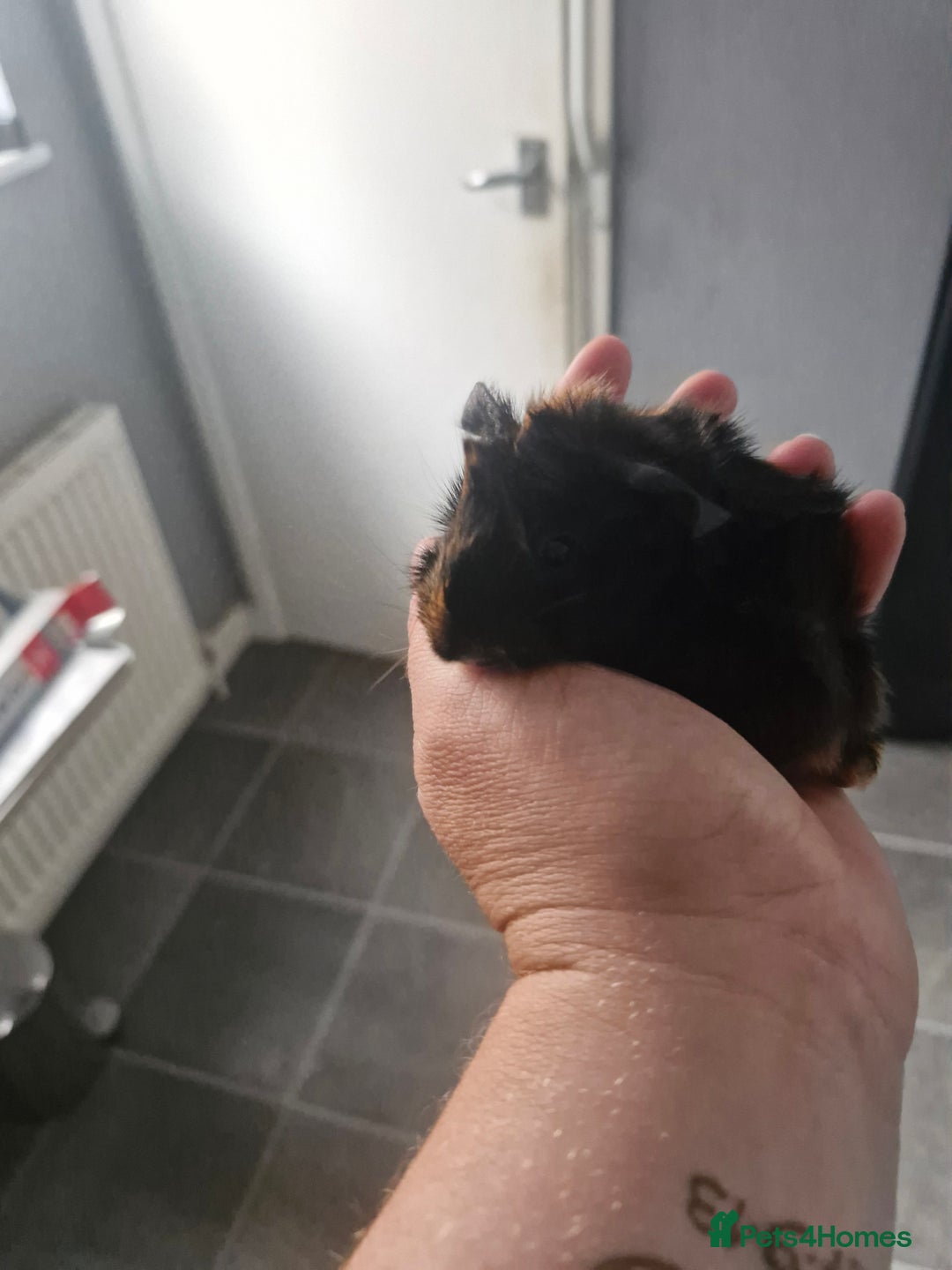 Guinea Pig rodents for sale: 2 males 7 weeks old - Image 5