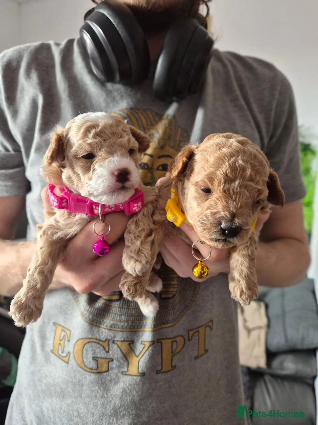 Maltipoo dogs for sale: Toy maltipoo f1b - Advert 1