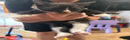 British Shorthair cats for sale: British blue short hair cross kittens - Advert 9
