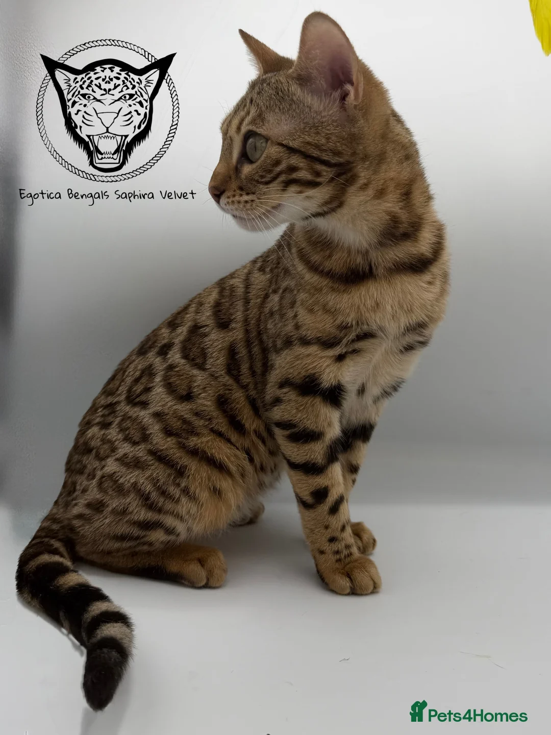 Bengal cats for sale: 🐆✨ LAST KITTEN 6TH TICA GENERATION BENGAL🐆✨ - Advert 16