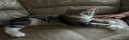 Maine Coon cats for sale: Large Pedigree TICA Maine Coon kittens- Last 2  - Advert 10