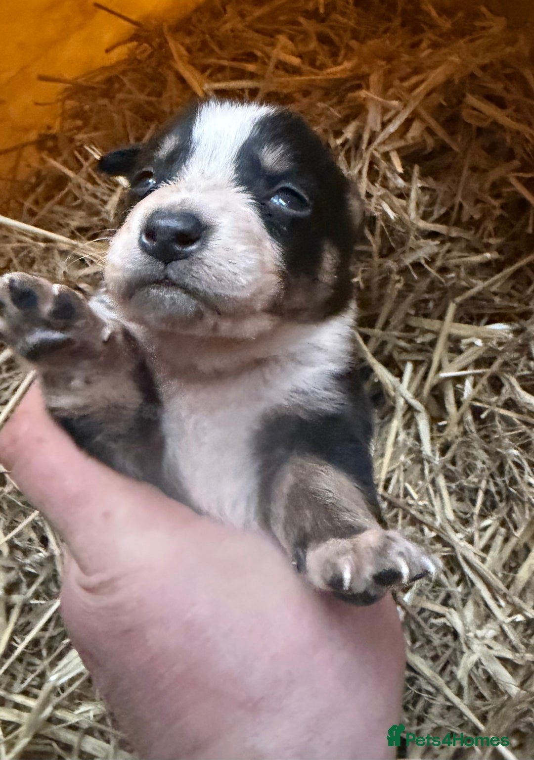 Mixed Breed dogs for sale: kelpie/blue heelers - Advert 14