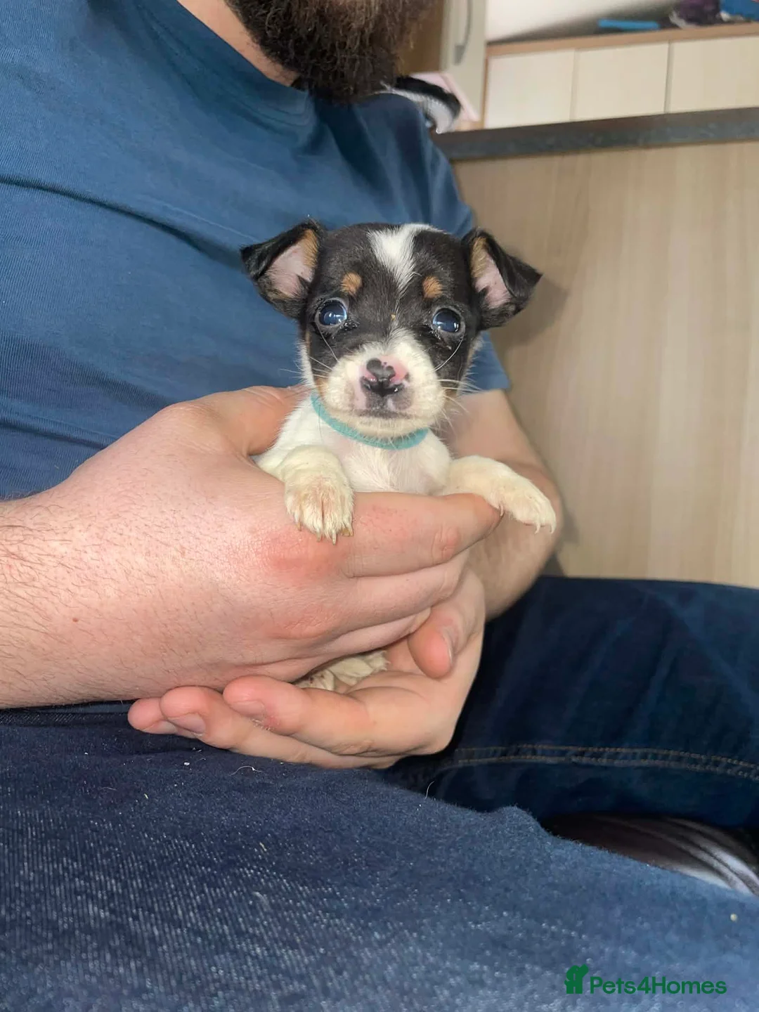 Jack Russell dogs for sale: Jack Russel puppy  - Advert 5