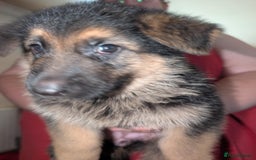 German Shepherd dogs for sale: German Shepard Puppies for Sale  - Image 22