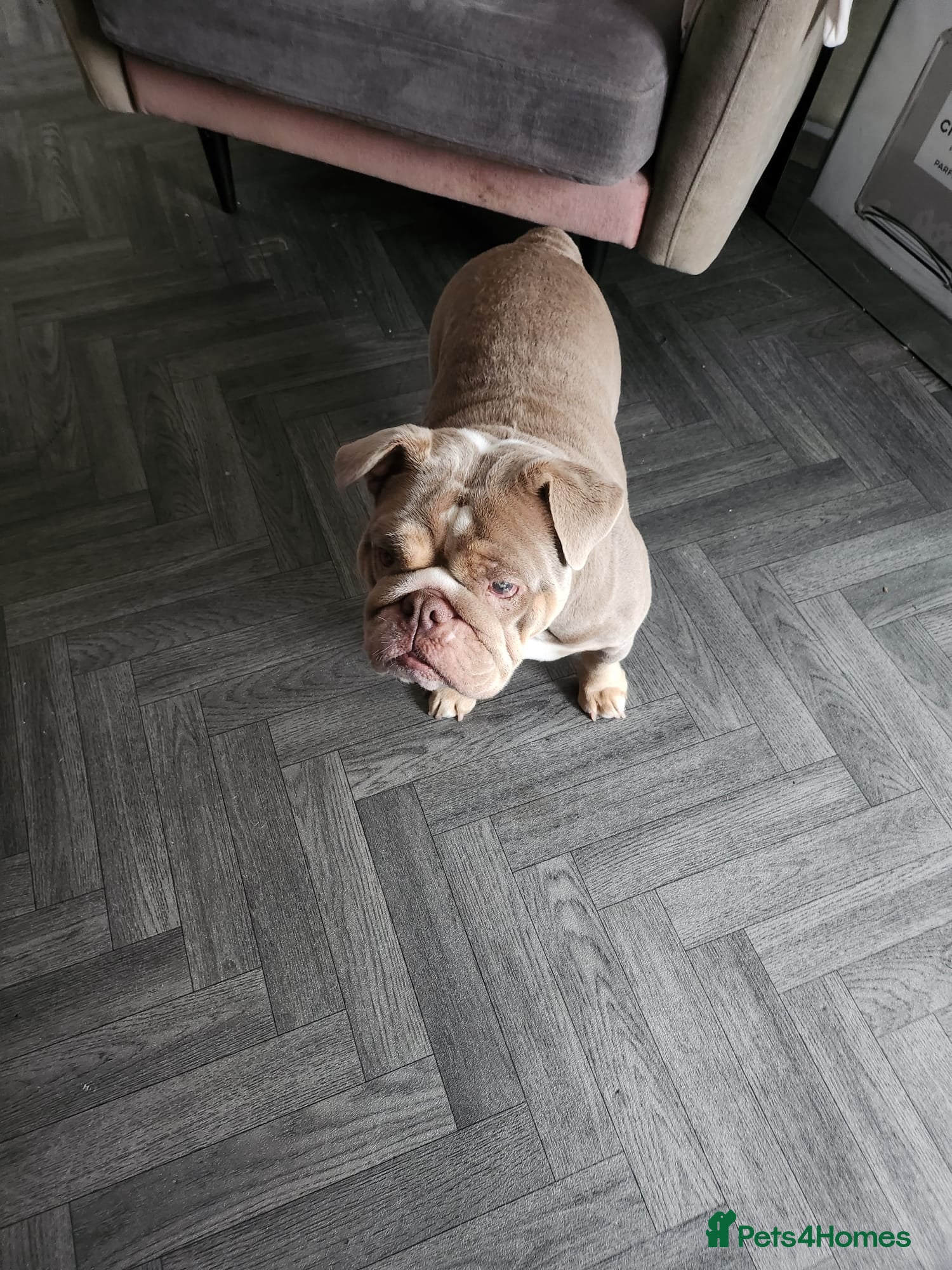 English Bulldog dogs Old Tyme bulldog looking for a new home  - Advert 3