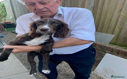 Cocker Spaniel dogs for sale: Working Cocker Spaniel puppies in Bexhill-on-Sea - Image 1